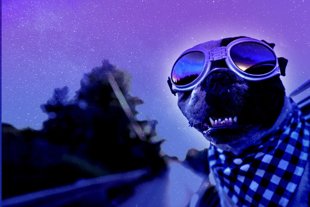 a Dog Wearing Goggles